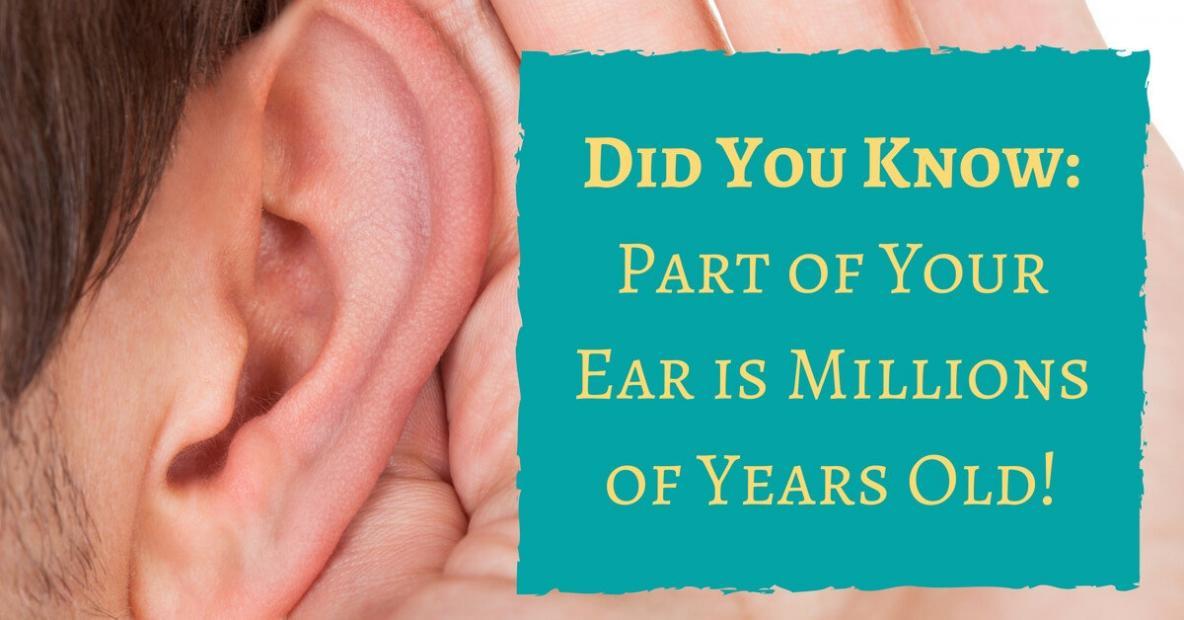did-you-know-part-of-your-ear-is-millions-of-years-old